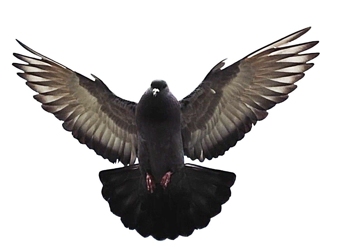 flying pigeon clipart