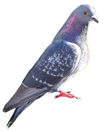 pigeon clip art