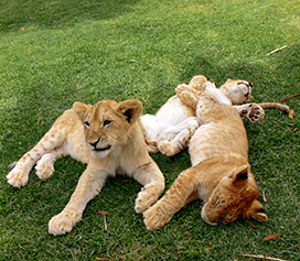 pile of lion cubs