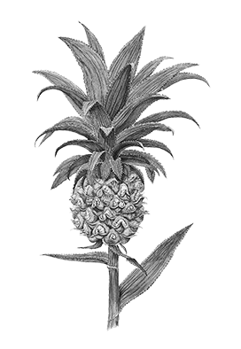 pineapple fruit vintage drawing 