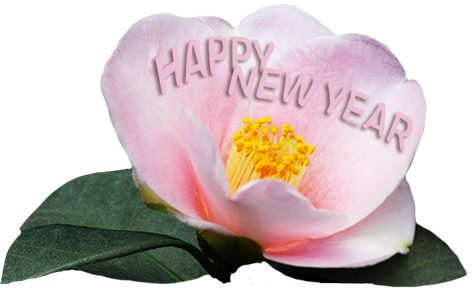 New Year greeting with pink flower
