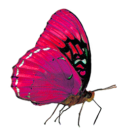 pink purple butterfly image