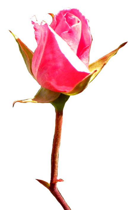 pink rose bud clip art