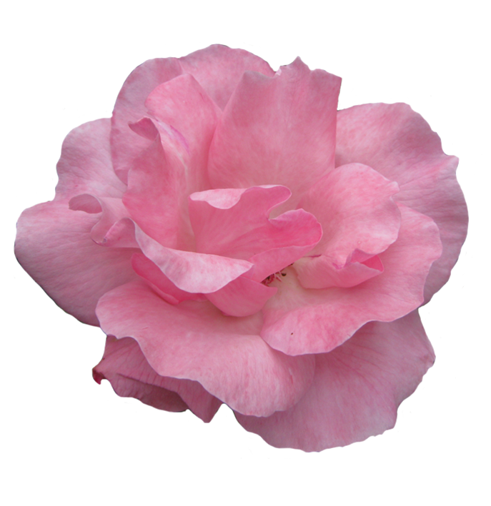 Pink rose flower image