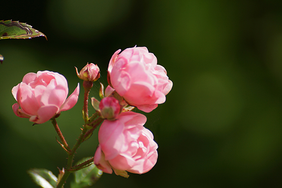 pink rose picture photo