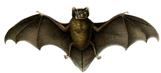 pipistrelle bat drawing