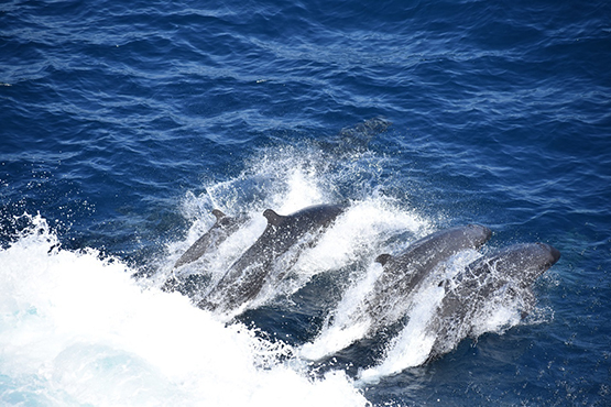 pod of dolphins