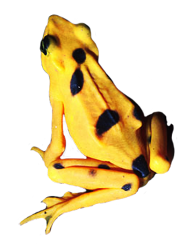poison dart frogs yellow