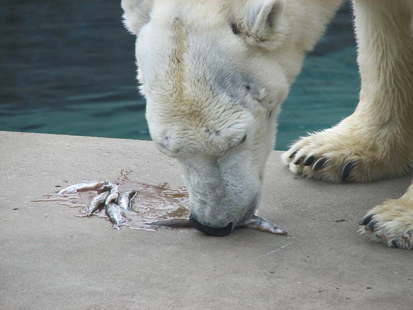 polar bear eating fish
