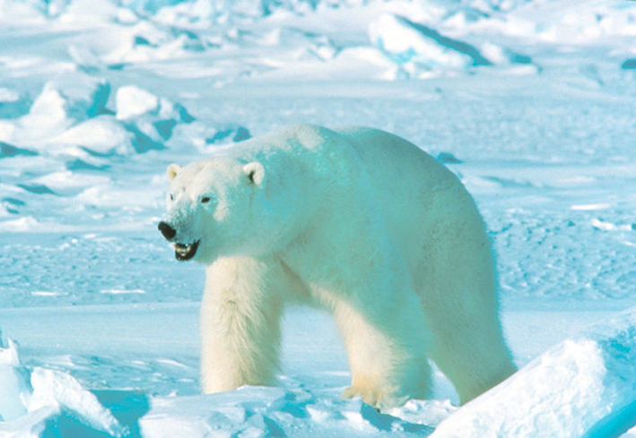 polar bear eisbar in snow
