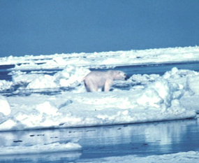 ursus maritimus ice floes