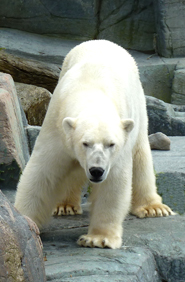 polar bear facing us