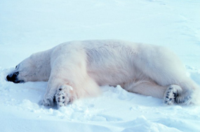 polar bear sedated