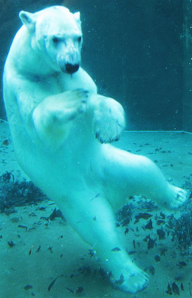 photo of swimming polar bear