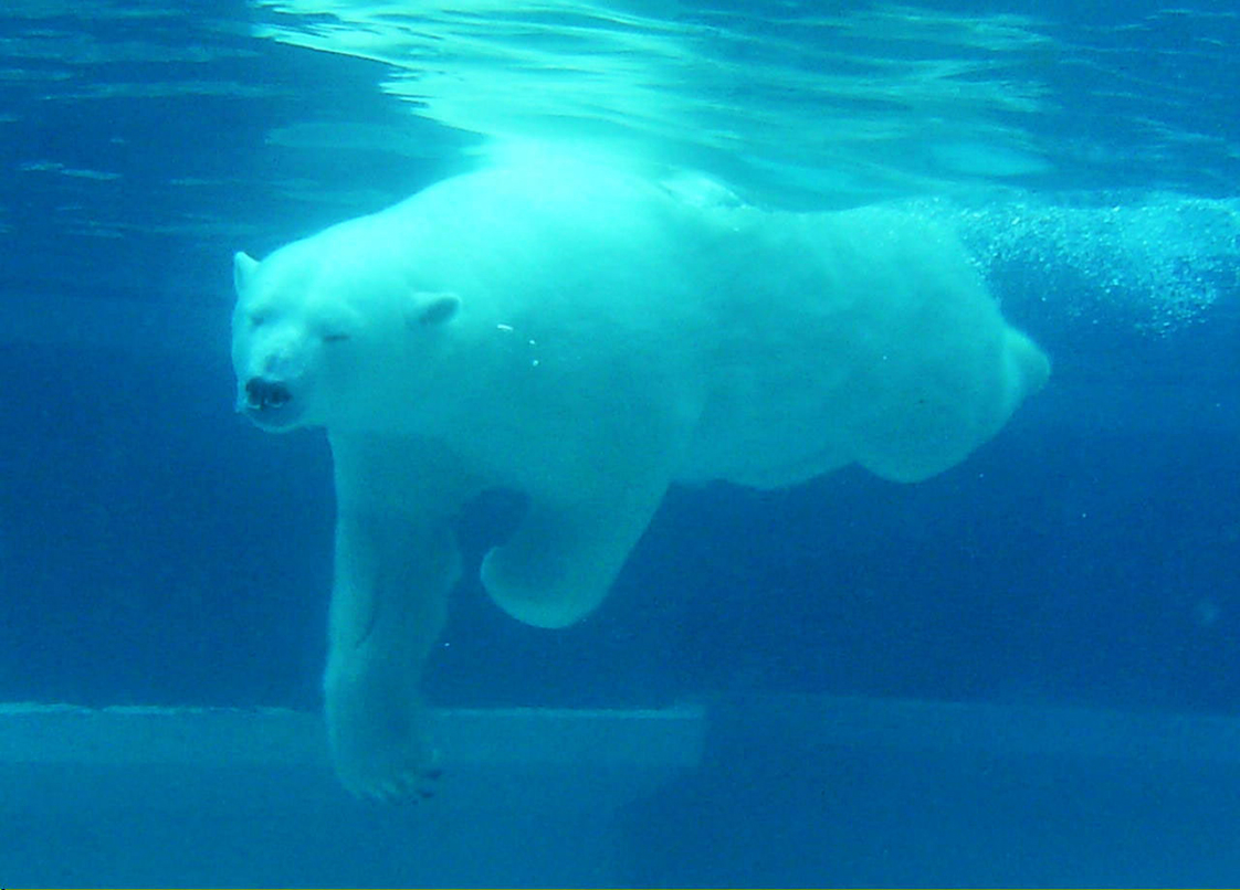 swimming polar bear