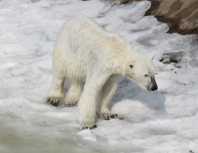 polar bear pictures polar bear on ice