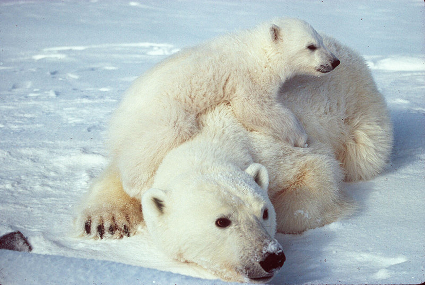 polar bear with cub