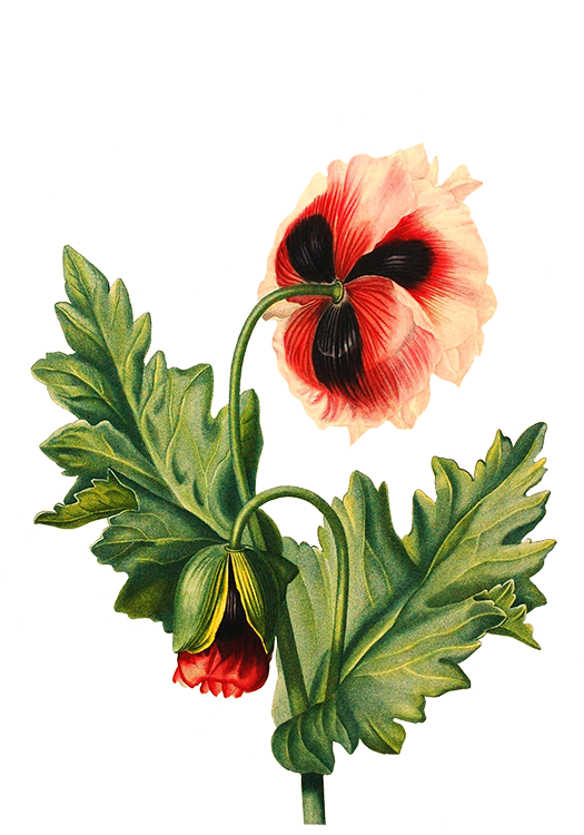 poppy flower transparent background