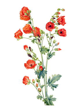 poppyflower clipart