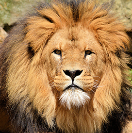photo close up lion beautiful lion mane