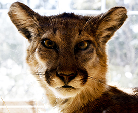 portrait of mountain lion