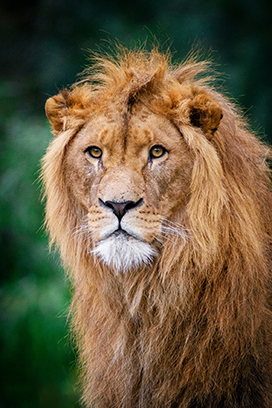 portrait old male lion 