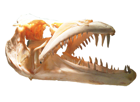 skull of predator