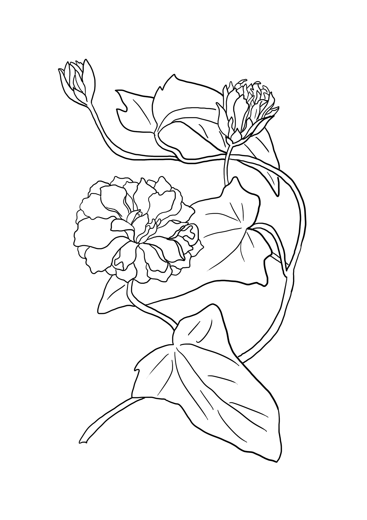 printable flower drawing to color