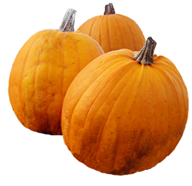 pumpkins Thanksgiving
