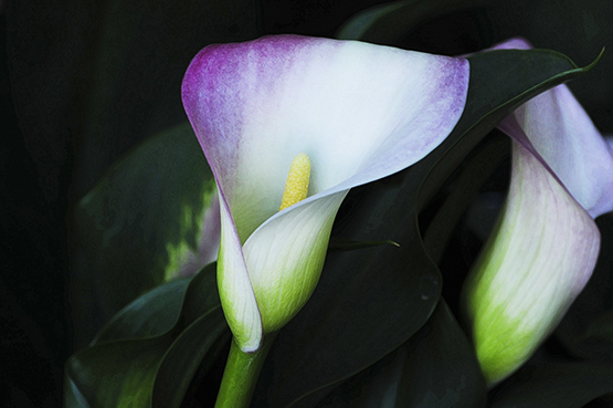 purple calla lily photo