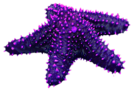 purple starfish clipart
