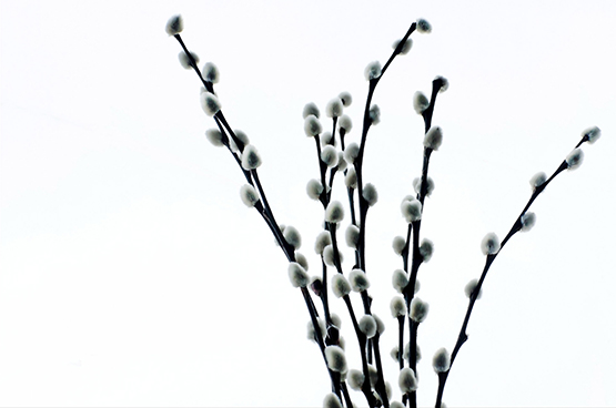 photo of pussy willow in the spring