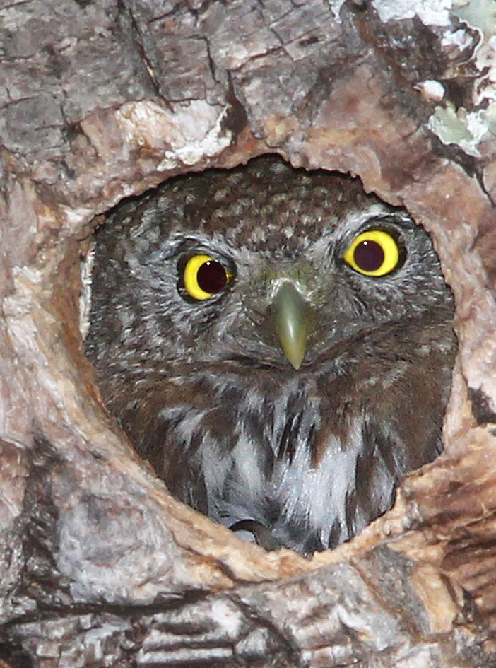 pygmy owl in nest looking out