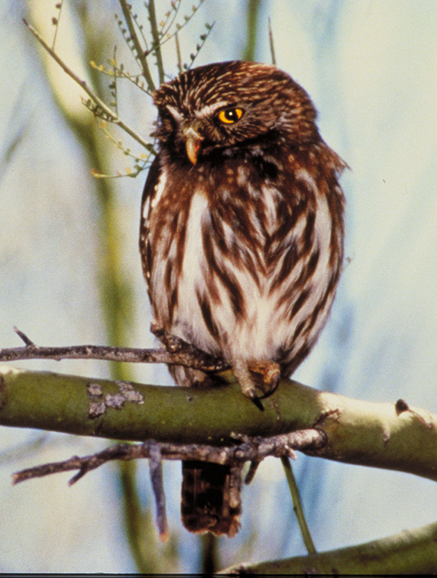 pygmy owl picture