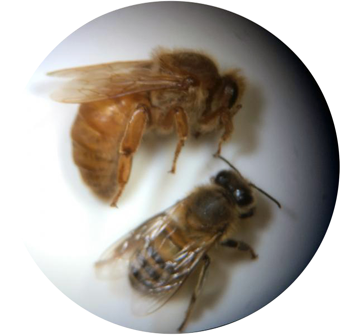 queen bee and working bee