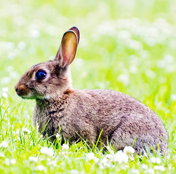 rabbit in meadow with spring flowers