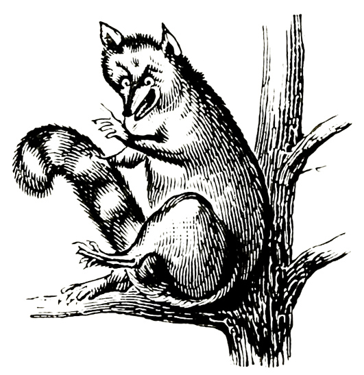 raccoon illustration old