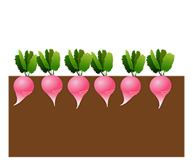 radish vegetable garden bed clipart