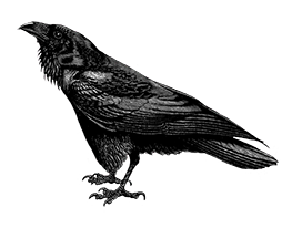 bird clipart raven drawing