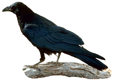 Raven clip art
