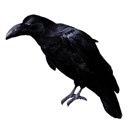 raven clipart