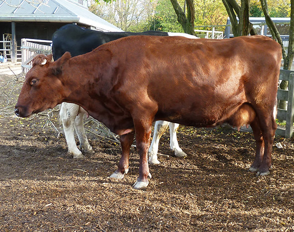 red cow and mettled cow in zoo
