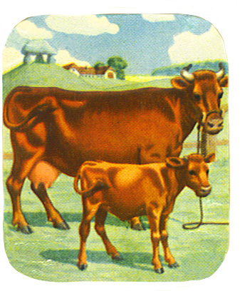 Image of red cow and calf