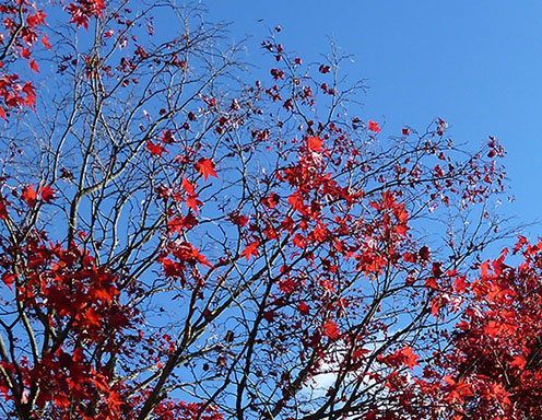 tree with red fall leaves against blue sky