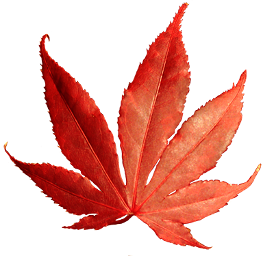 red lobed fall clip art leaf