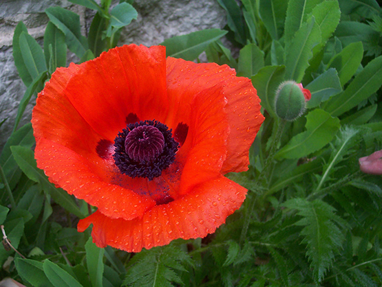 red poppy photo