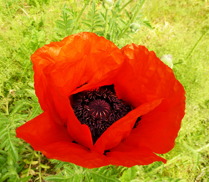 red red poppy photo
