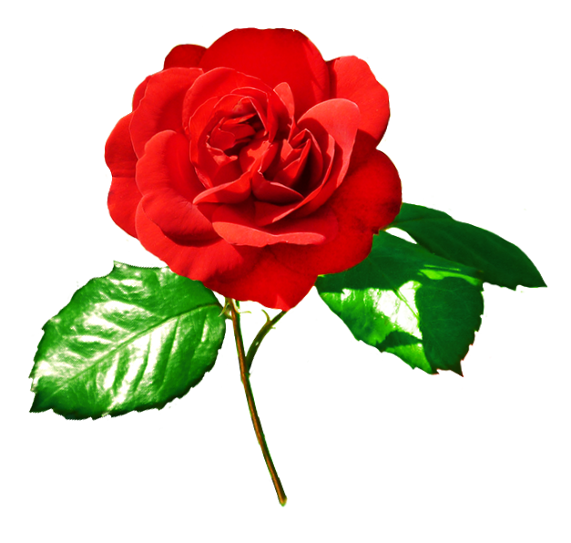 Rose image red rose