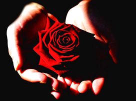 hands with red rose for Valentine