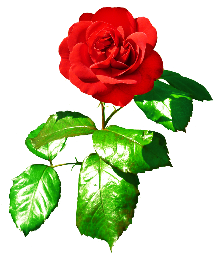 red red rose with leaves